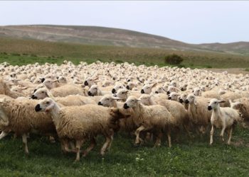 Sivas'ta küçükbaş hayvan sayısı 1 milyonu geçti
