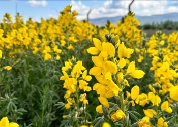 "Eber sarısı"nı koparmanın cezası 244 bin 315 lira