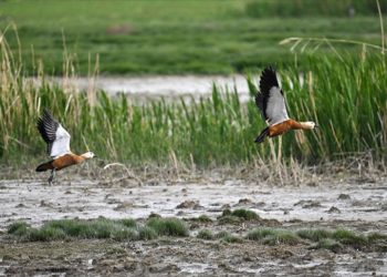 Van Gölü Havzası'nda göçmen kuş hareketliliği arttı
