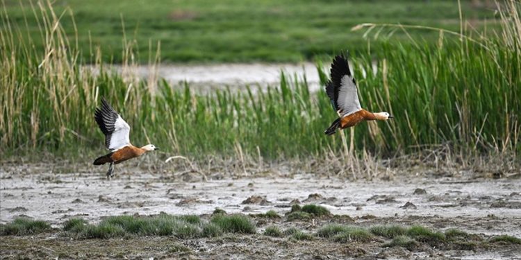 Van Gölü Havzası'nda göçmen kuş hareketliliği arttı