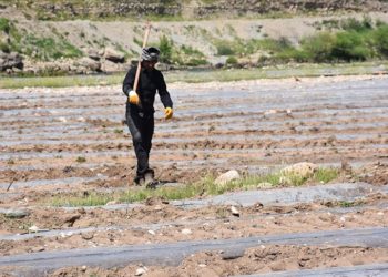 Şırnak’ta Dicle Nehri kenarındaki kullanılmayan arazide karpuz yetiştiriliyor