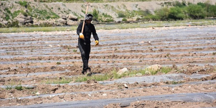 Şırnak’ta Dicle Nehri kenarındaki kullanılmayan arazide karpuz yetiştiriliyor