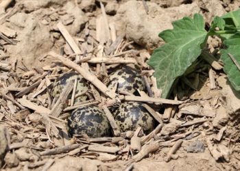 Tarladaki yuvasını korumak isteyen kuşun traktörü durdurduğu anları görüntüledi