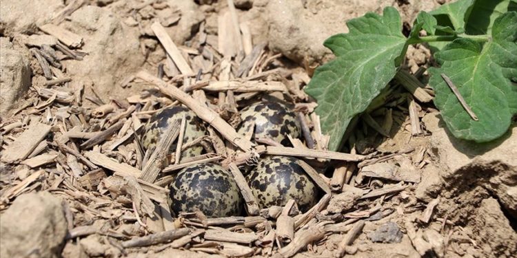 Tarladaki yuvasını korumak isteyen kuşun traktörü durdurduğu anları görüntüledi
