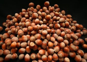 Türkiye'nin fındık ihracatının yüzde 37'si Trabzon'dan yapıldı