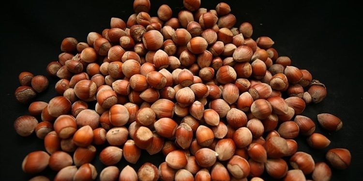 Türkiye'nin fındık ihracatının yüzde 37'si Trabzon'dan yapıldı