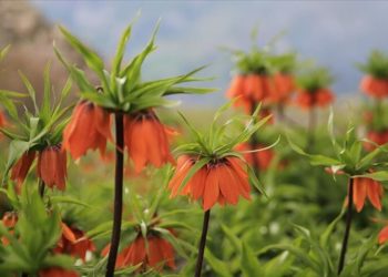 Diyarbakır'da ters laleler doğaya renk kattı