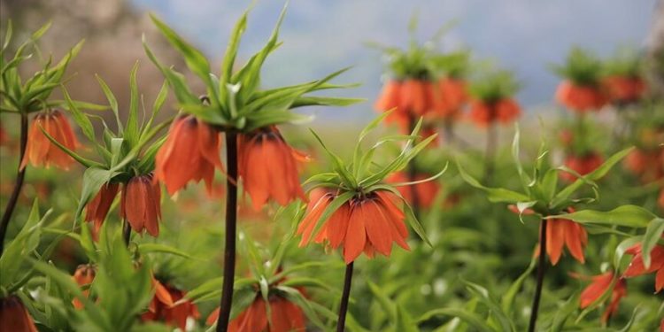 Diyarbakır'da ters laleler doğaya renk kattı