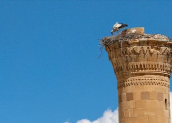Kahramanmaraş depreminde şerefesi yıkılan minare leyleklere yuva oldu