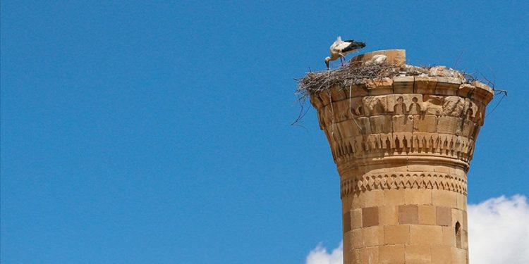 Kahramanmaraş depreminde şerefesi yıkılan minare leyleklere yuva oldu