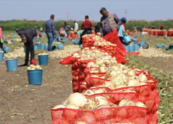 Çukurova'da hasadın yaygınlaşmasıyla soğanın fiyatı düşüyor