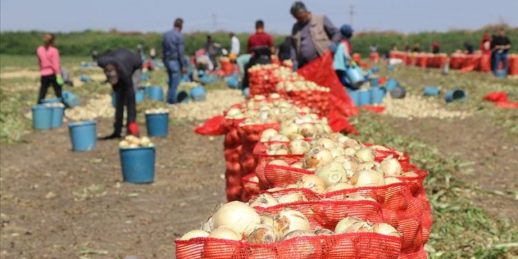 Çukurova'da hasadın yaygınlaşmasıyla soğanın fiyatı düşüyor