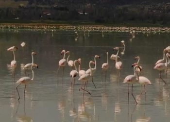 Burdur'daki Yarışlı Gölü'nü flamingolar hareketlendirdi