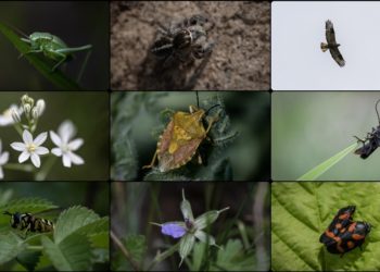 ODTÜ kampüsündeki hayvan ve bitki türlerine “nüfus sayımı” yapıldı