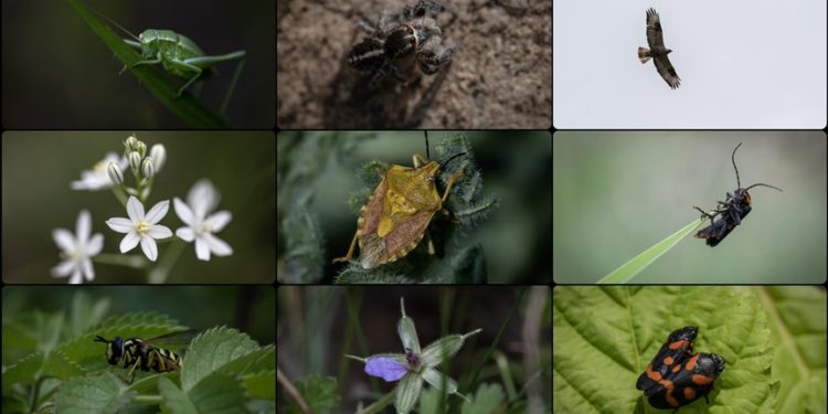 ODTÜ kampüsündeki hayvan ve bitki türlerine “nüfus sayımı” yapıldı