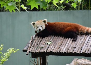 Macaristan'dan getirilen kızıl panda Bursa'daki yeni yuvasında