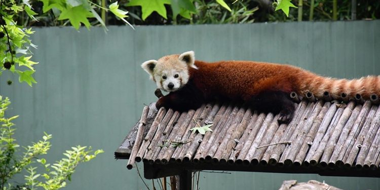 Macaristan'dan getirilen kızıl panda Bursa'daki yeni yuvasında