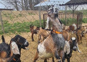 Siirt’te kurulan merkez ile keçilerin et ve süt verimi suni tohumlamayla artırılacak