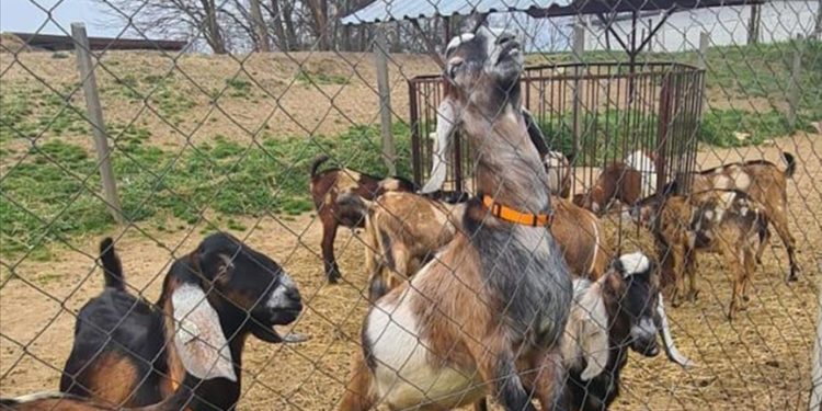 Siirt’te kurulan merkez ile keçilerin et ve süt verimi suni tohumlamayla artırılacak