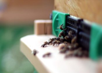 Düzce’deki araştırma merkezinde “arı zehri”nin epilepsi tedavisinde etkisi ortaya kondu