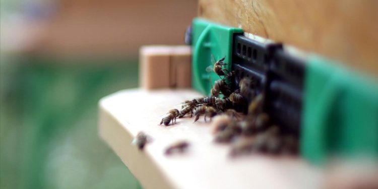 Düzce’deki araştırma merkezinde “arı zehri”nin epilepsi tedavisinde etkisi ortaya kondu