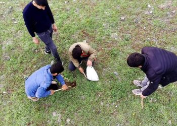 Elazığ'da köylüler ilkbaharda kırsalda kumi mantarı topluyor