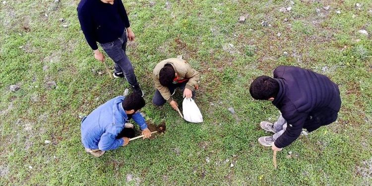 Elazığ'da köylüler ilkbaharda kırsalda kumi mantarı topluyor