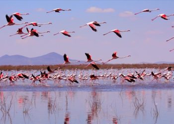 Akgöl sazlıkları flamingolarla hareketlendi