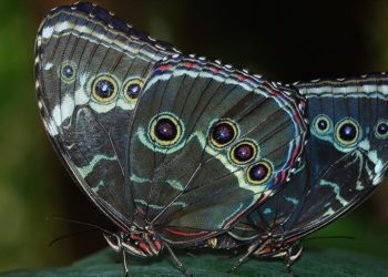 Yeni kelebek türlerine "Yüzüklerin Efendisi" karakteri Sauron'un adı verildi