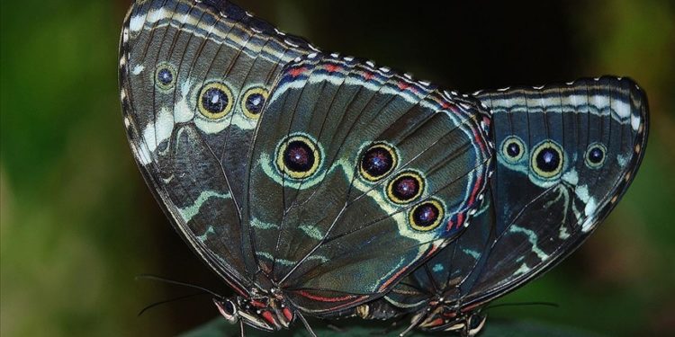 Yeni kelebek türlerine "Yüzüklerin Efendisi" karakteri Sauron'un adı verildi