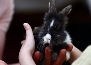 Tavşan “Yumoş” ve yavruları özel öğrencilerin can dostu oldu