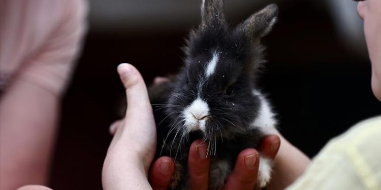 Tavşan “Yumoş” ve yavruları özel öğrencilerin can dostu oldu