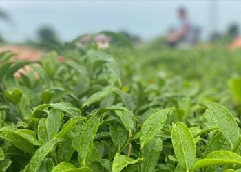 ÇAYKUR 3 günde 730 ton yaş çay aldı