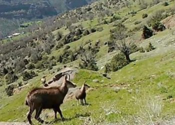 Tunceli'de çengel boynuzlu dağ keçileri fotokapanla görüntülendi