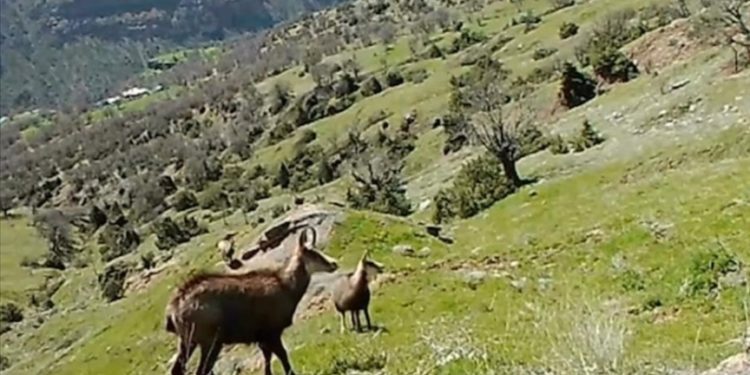 Tunceli'de çengel boynuzlu dağ keçileri fotokapanla görüntülendi