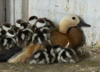 Tunceli'de bitkin halde bulunan angıt ve yavruları doğaya salındı
