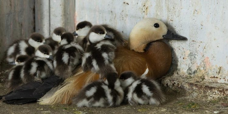 Tunceli'de bitkin halde bulunan angıt ve yavruları doğaya salındı