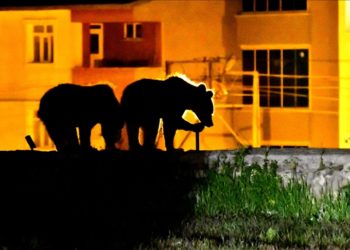 Kars'ta bozayı yavruları geldikleri mahallede çöp konteynerlerinden karınlarını doyurdu