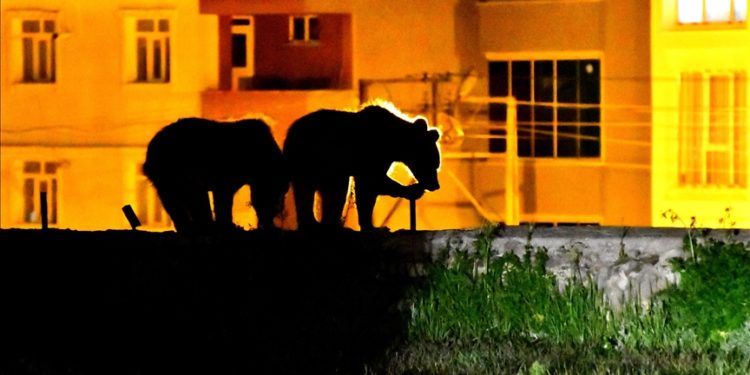 Kars'ta bozayı yavruları geldikleri mahallede çöp konteynerlerinden karınlarını doyurdu