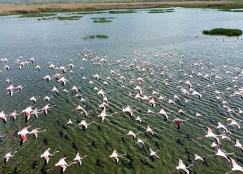 Eber Gölü flamingolarla hareketlendi