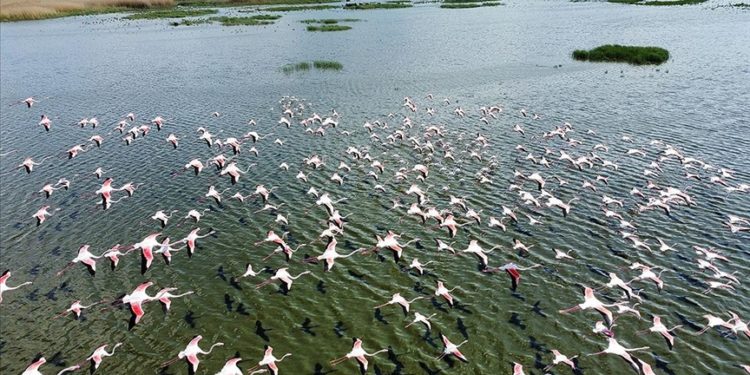 Eber Gölü flamingolarla hareketlendi