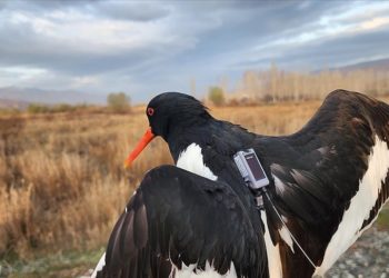 Poyraz kuşları “Maya” ve “Alp” uydu vericisiyle takibe alındı