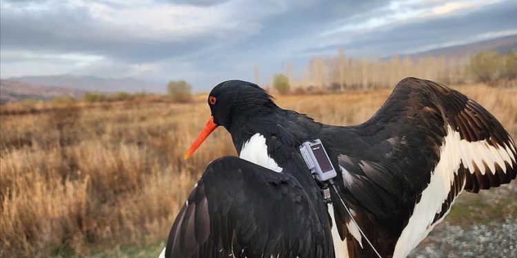 Poyraz kuşları “Maya” ve “Alp” uydu vericisiyle takibe alındı