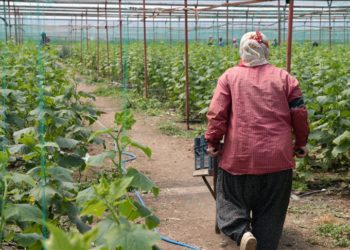 Kahramanmaraşlı depremzede çiftçiler hasat için serada