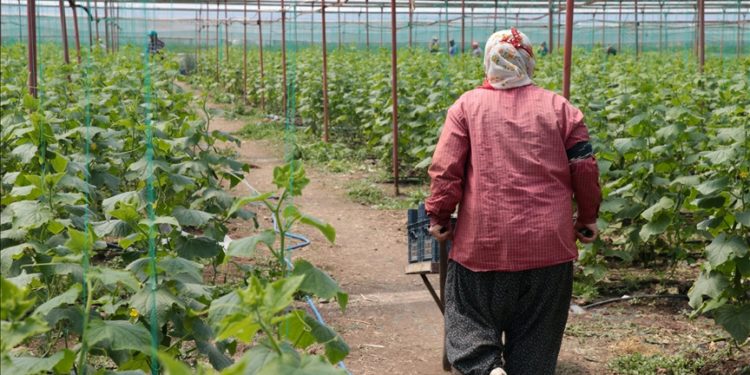 Kahramanmaraşlı depremzede çiftçiler hasat için serada
