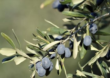 Gemlik zeytinine Avrupa Birliği tescili geliyor