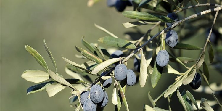 Gemlik zeytinine Avrupa Birliği tescili geliyor