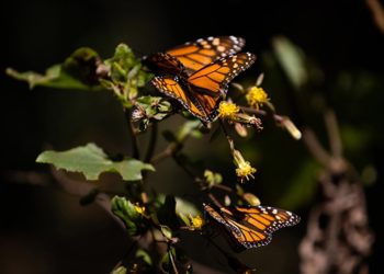 Kral kelebeklerinin kanatlarındaki beyaz beneklerin göç yolculuğunu kolaylaştırdığı belirlendi
