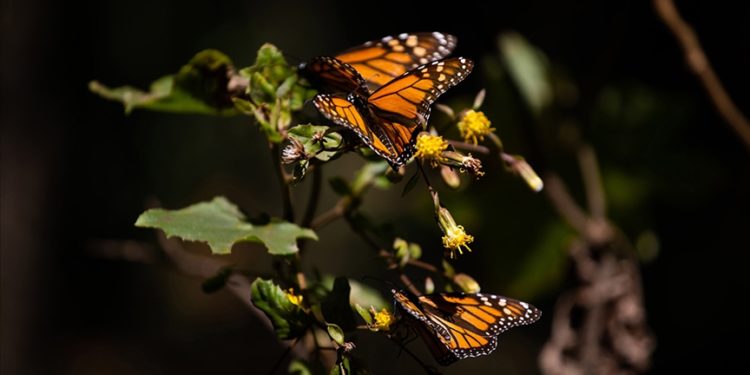 Kral kelebeklerinin kanatlarındaki beyaz beneklerin göç yolculuğunu kolaylaştırdığı belirlendi