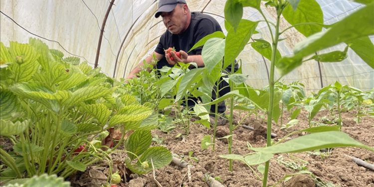Hobi amaçlı başladığı sebze meyve yetiştiriciliği gazinin gelir kapısı oldu